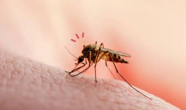 Heboh Penyebaran Nyamuk Wolbachia, Betulkah Nyamuk Penyebar Covid.?