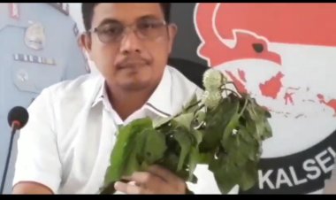 Ditresnarkoba Polda Kalsel Periksa Hasil Lab Adanya Kandungan Kecubung dan Obat Putih Memabukan