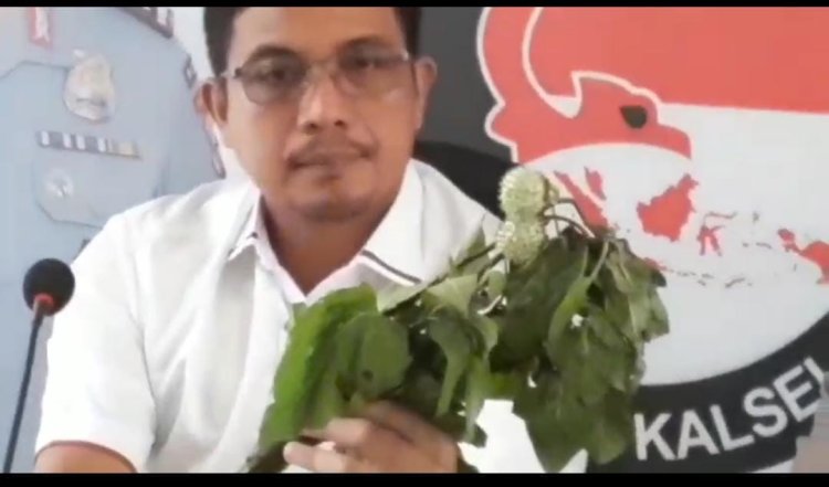 Ditresnarkoba Polda Kalsel Periksa Hasil Lab Adanya Kandungan Kecubung dan Obat Putih Memabukan