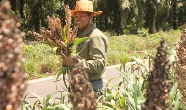 Inspiratif! Dosen Politala Berhasil Tanam Sorgum di Lahan Tambang dan Raih Juara Ilmiah Provinsi