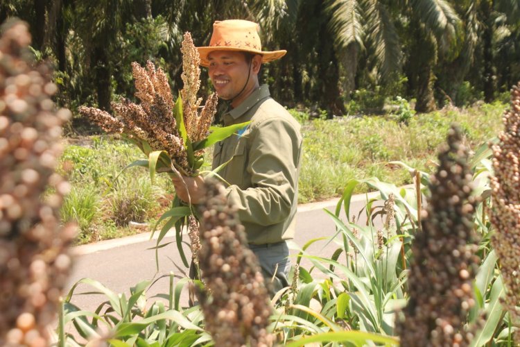 Inspiratif! Dosen Politala Berhasil Tanam Sorgum di Lahan Tambang dan Raih Juara Ilmiah Provinsi