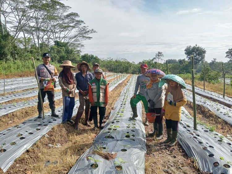 Dukung Penanaman Jagung Pipil Bhabinkamtibmas Hadir  Di Penanaman Jagung untuk Ketahanan Pangan
