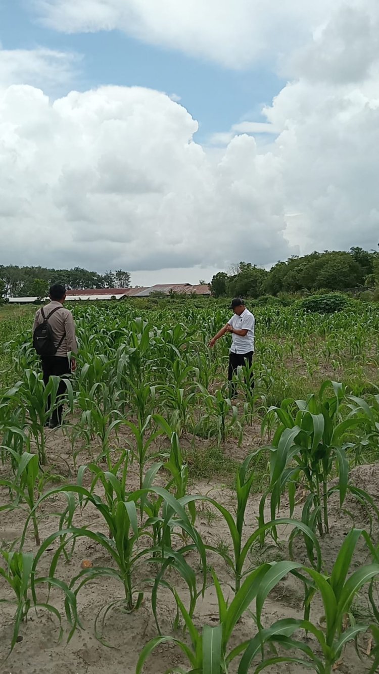 Polsek Cempaka Cek Lahan dan Lakukan Penyemprotan Jagung Pipil di Palam, Dukung Ketahanan Pangan